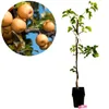 Pyrus pyrifolia 'Shinko', japonská hruška nashi, 5-litrový Náhľad obrázku produktu 1