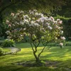 A blooming magnolia tree in a garden setting with sunlight filtering through the leaves. Produktbild-Vorschau