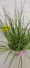 Set di 3 erbe lampone - Pennisetum alopecuroides Anteprima dell’immagine prodotto 3
