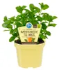 Marokkanische Tee-Minze- Mentha spicata - Kräuterpflanze im Produktbild-Vorschau 1