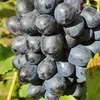 Winorośl Nero 2L Podgląd zdjęcia produktu 7
