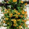 Bloomique - 2er-Set - Lonicera Tellmanniana - Produktbild-Vorschau 2