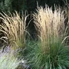 Calamagrostis acutiflora Karl Foester 2L Produktbild-Vorschau 2