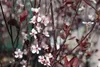 Prunus cistena - Zwerg-Blutpflaume 60- 80 cm - Container Produktbild-Vorschau 2