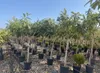 Sunny Tree - Loquat-Baum (Japanische Wollmispel) – Produktbild-Vorschau 7