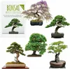Semi di bonsai esotici ad alto tasso di germinazione - set Anteprima dell’immagine prodotto 1