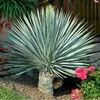 Nasiona Yucca Rostrata - zestaw 10 sztuk - Nasiona roślin Podgląd zdjęcia produktu 3