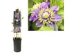 Plamének FloraSelf Clematis florida 'Taiga' PBR výška 50-70 Náhled obrázku produktu 2