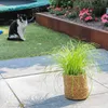 Zynesflora Echtes Katzengras 2 Stück Cyperus Zumula Produktbild-Vorschau 6