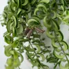 Plante rouge à lèvres - Aeschynanthus pulcher - Hauteur Voir les images du produit 4