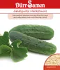 Salatgurke Marketmore | Salatgurkensamen von Dürr Samen Produktbild-Vorschau 2