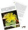 Exotische Kakteen Samen mit hoher Keimrate - Sukkulenten Produktbild-Vorschau 1