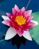 Bloomique - Nymphaea Attraction - Lilia wodna - Czerwona - Podgląd zdjęcia produktu 3