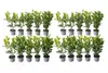 20 großblättriger Kirschlorbeer, Prunus Rotundifolia, Höhe: Produktbild-Vorschau 1