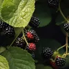 Brombeerpflanzen - 2 Stk - Rubus fruticosus 'Thornfree' - Produktbild-Vorschau 4