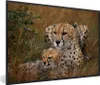 MuchoWow® Gerahmtes Poster Geparden sitzen zusammen 90x60 Produktbild-Vorschau 1