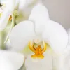Kolibri Orchids – bílá orchidej Phalaenopsis „Lausanne“, Náhled obrázku produktu 8
