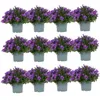 Campanula Addenda - Glockenblume Lila Topf Größe 12Cm - 2M2 Produktbild-Vorschau 1