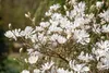 Magnolia stellata 'Royal Star', Sternmagnolie, weiß, 80–100 Produktbild-Vorschau 6
