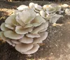 A cluster of oyster mushrooms growing out of the ground. Voir les images du produit