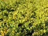Stauden Gänge 1 x Ilex crenata 'Golden Gem' Kugel 30 - 40 Produktbild-Vorschau 3