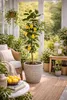 Citrus limon Lunario 120 cm – Albero di limone vero C17 – Anteprima dell’immagine prodotto 3
