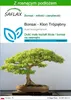 SAFLAX - Bonsai - Klon Trójzębny - 30 Nasiona - Z podłożem Podgląd zdjęcia produktu 1