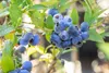 Kulturheidelbeere Bluecrop 80-100 cm, im Topf - Vaccinium Produktbild-Vorschau 6