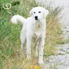GOLDEN PEANUT Spirulina Pulver Premium für Pferde Hunde Produktbild-Vorschau 4