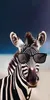 FEBE Strandtuch XXL Zebra 100x180 cm Badetuch Groß 100% Produktbild-Vorschau 1