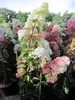 Hydrangea paniculata Fraise Melba ® - Rispenhortensie Produktbild-Vorschau 3