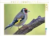 CALVENDO Puzzle Stieglitz 2000 Teile Puzzle quer | 2000 Produktbild-Vorschau 1