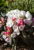 Rhododendron yakushimanum 'Edelweiß', weiß, 40–50 cm Produktbild-Vorschau 2