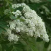 Vogelbeerbaum (Sorbus aucuparia) Titan 2L Produktbild-Vorschau 2
