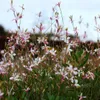Gaura lindheimeri Whirling Butterflies 6 rostlin bílá Ø9cm Náhled obrázku produktu 4