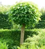Trompetenbaum 'NANA' auf Stamm 80 cm, Cont. 5 l Produktbild-Vorschau 2