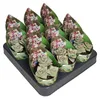 Crassula perfosa - plante succulente rare - pièce unique - Voir les images du produit 3