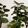 Bloomique - Zestaw 2 szt. - Polyscias Fabian - Aralia - Podgląd zdjęcia produktu 3