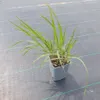 Trawa Miłka okazała Eragrostis spectabilis 1L Podgląd zdjęcia produktu 4