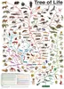Eurographics Puzzle Der Lebensbaum, Stammbaum, Artenlehre, Anteprima dell’immagine prodotto 4
