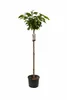 Prunus serrulata 'Kanzan' 100–120 cm – japonská čerešňa, Náhľad obrázku produktu 4