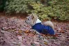 Kentucky Dogwear Hundemantel Original Hundejacke Marine L Anteprima dell’immagine prodotto 9