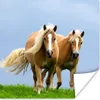 MuchoWow® Poster Pferde - Gras - Luft 50x50 cm - Produktbild-Vorschau 1