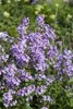Hesperis matronalis, Nachtviole, violett, ca. 9x9 cm Topf Produktbild-Vorschau 2