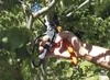 A hand holding pruning shears to cut a branch of a tree. Produktbild-Vorschau