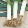 Porree Blaugrüner Winter | Lauchsamen von Buzzy Seeds Produktbild-Vorschau 4