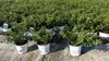 10 sztuk Ilex crenata Stokes żywopłot bukszpan zamiennik Podgląd zdjęcia produktu 3