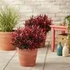 GreenboutiQ - Gartenpflanze - Leucothoe Zeblid - Rot - 1 Produktbild-Vorschau 5