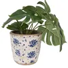 A potted plant with green leaves in a decorative ceramic pot with a blue floral pattern. Produktbild-Vorschau