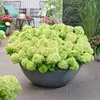 Hydrangea panniculata Groundbreaker Greeny - Produktbild-Vorschau 6